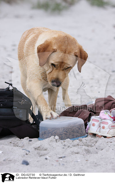 Labrador Retriever klaut Futter / stealing Labrador Retriever / DG-02730