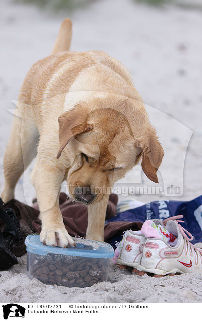 Labrador Retriever klaut Futter / stealing Labrador Retriever / DG-02731