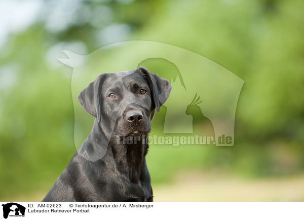 Labrador Retriever Portrait / AM-02623