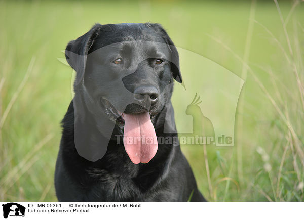 Labrador Retriever Portrait / Labrador Retriever Portrait / MR-05361