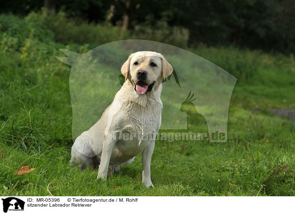 sitzender Labrador Retriever / sitting Labrador Retriever / MR-05396
