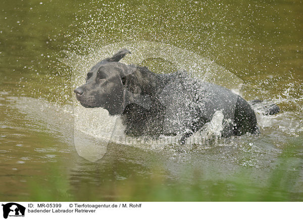 badender Labrador Retriever / bathing Labrador Retriever / MR-05399