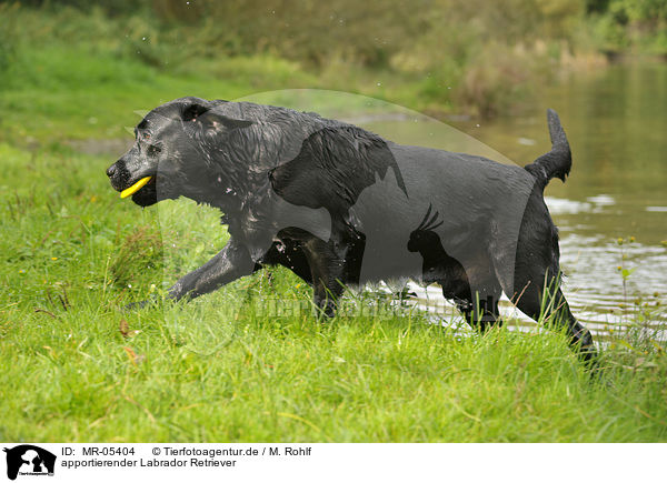 apportierender Labrador Retriever / retrieving Labrador Retriever / MR-05404