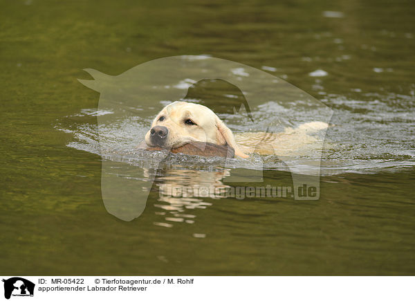 apportierender Labrador Retriever / retrieving Labrador Retriever / MR-05422