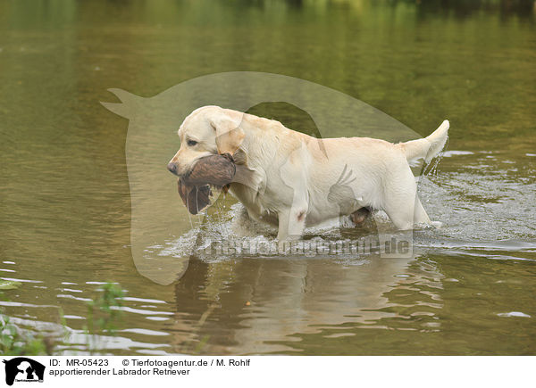 apportierender Labrador Retriever / retrieving Labrador Retriever / MR-05423