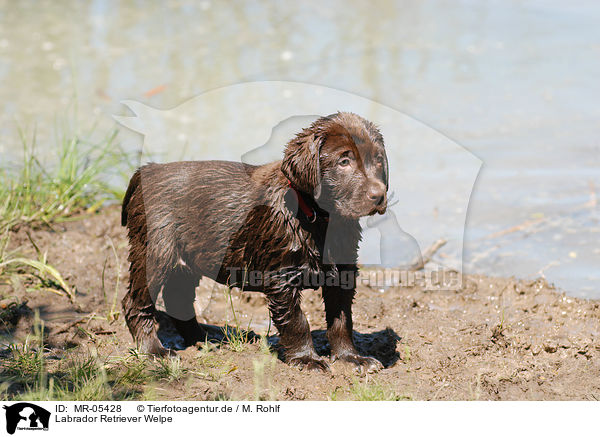 Labrador Retriever Welpe / MR-05428