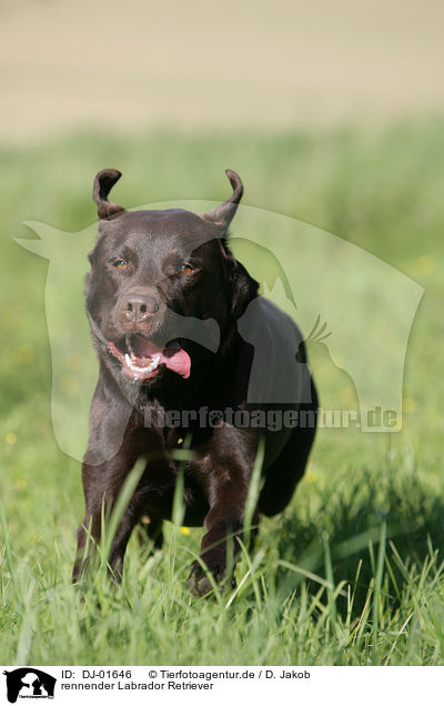 rennender Labrador Retriever / running Labrador Retriever / DJ-01646