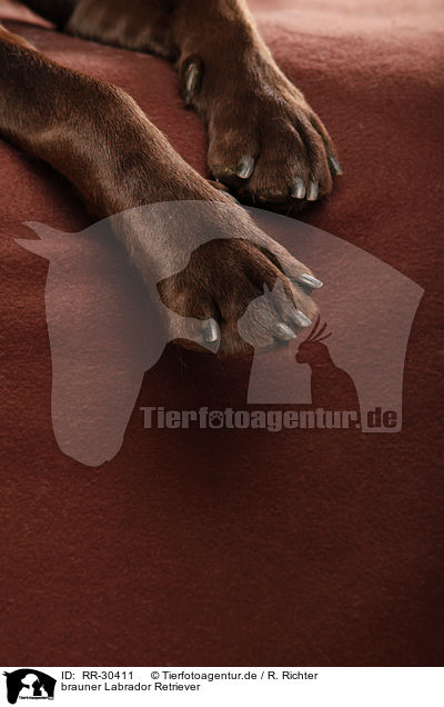 brauner Labrador Retriever / brown Labrador Retriever / RR-30411