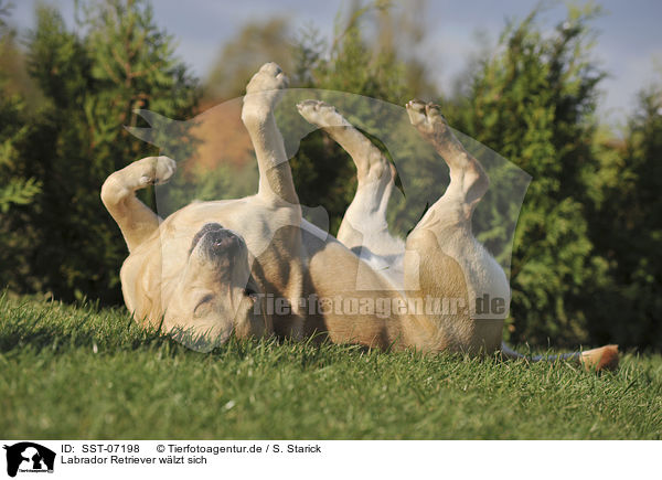 Labrador Retriever wlzt sich / rolling Labrador Retriever / SST-07198