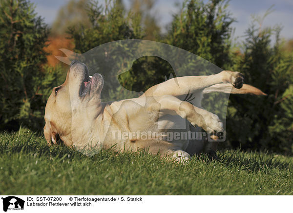 Labrador Retriever wlzt sich / rolling Labrador Retriever / SST-07200
