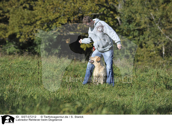 Labrador Retriever beim Dogdance / SST-07212