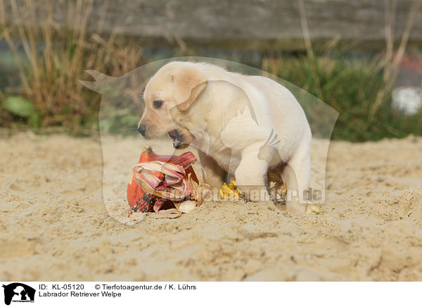 Labrador Retriever Welpe / Labrador Retriever Puppy / KL-05120