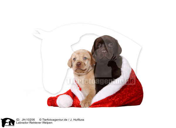 Labrador Retriever Welpen / Labrador Retriever Puppies / JH-10206