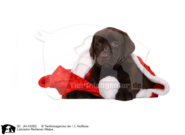 Labrador Retriever Welpe / Labrador Retriever Puppy / JH-10262