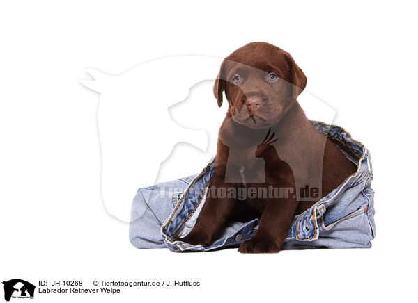 Labrador Retriever Welpe / JH-10268