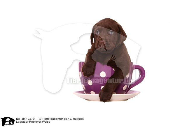 Labrador Retriever Welpe / Labrador Retriever Puppy / JH-10270