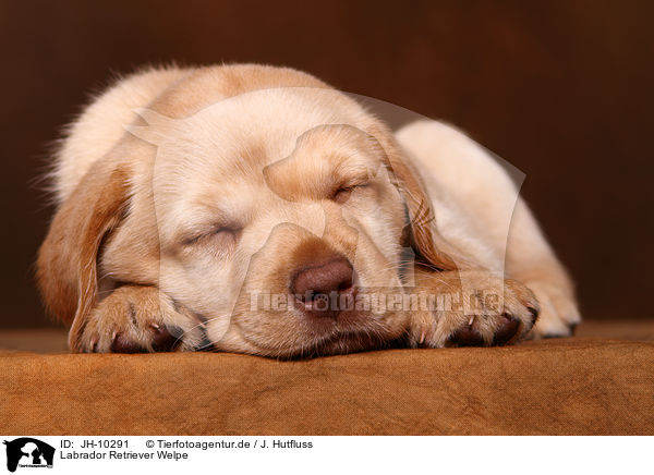 Labrador Retriever Welpe / Labrador Retriever Puppy / JH-10291