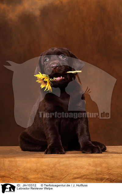 Labrador Retriever Welpe / Labrador Retriever Puppy / JH-10312