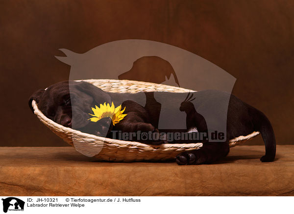 Labrador Retriever Welpe / Labrador Retriever Puppy / JH-10321