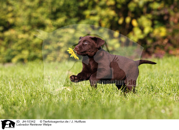 Labrador Retriever Welpe / Labrador Retriever Puppy / JH-10342