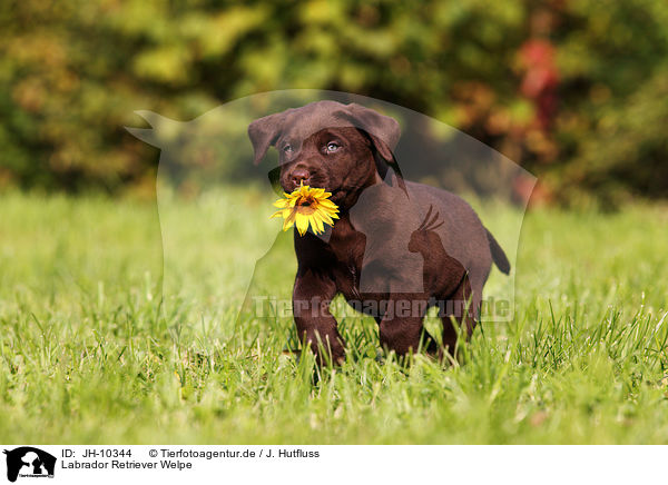 Labrador Retriever Welpe / JH-10344