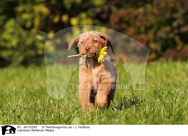 Labrador Retriever Welpe / JH-10350