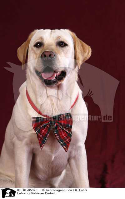 Labrador Retriever Portrait / Labrador Retriever Portrait / KL-05398