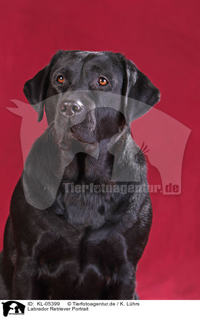 Labrador Retriever Portrait / Labrador Retriever Portrait / KL-05399