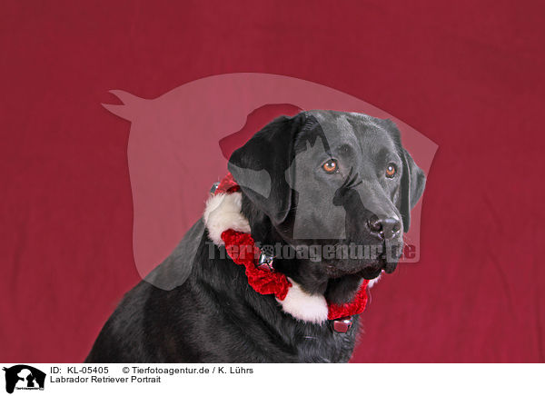 Labrador Retriever Portrait / Labrador Retriever Portrait / KL-05405