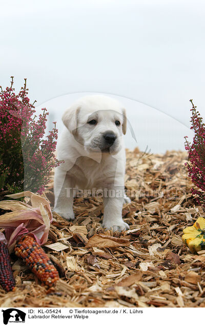 Labrador Retriever Welpe / Labrador Retriever Puppy / KL-05424