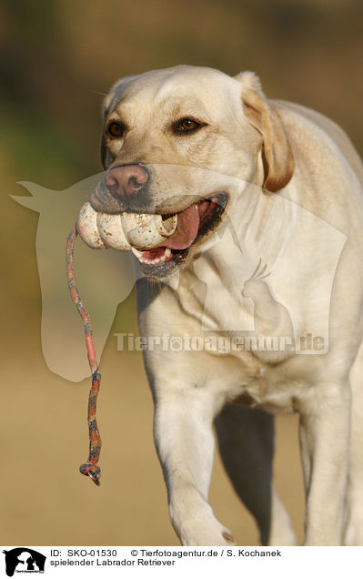 spielender Labrador Retriever / playing Labrador Retriever / SKO-01530
