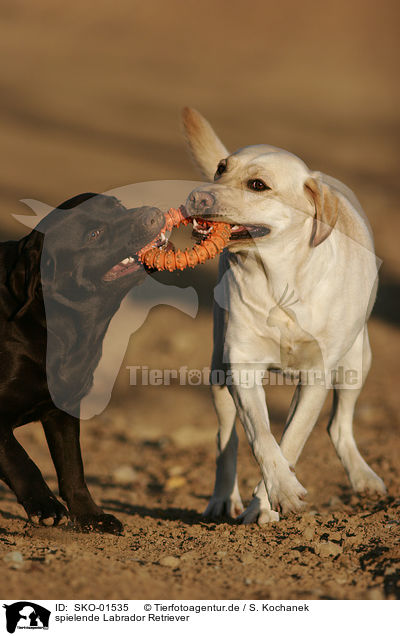 spielende Labrador Retriever / playing Labrador Retriever / SKO-01535