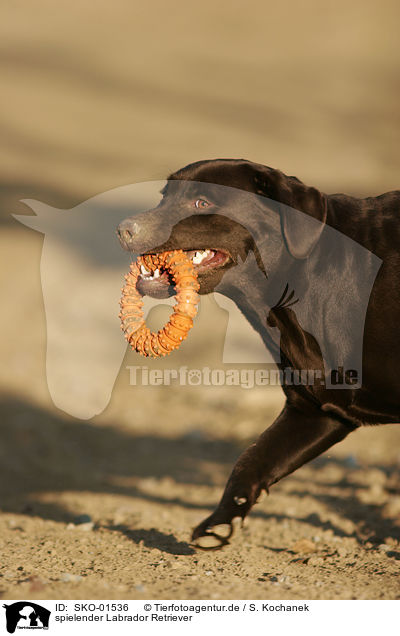 spielender Labrador Retriever / playing Labrador Retriever / SKO-01536