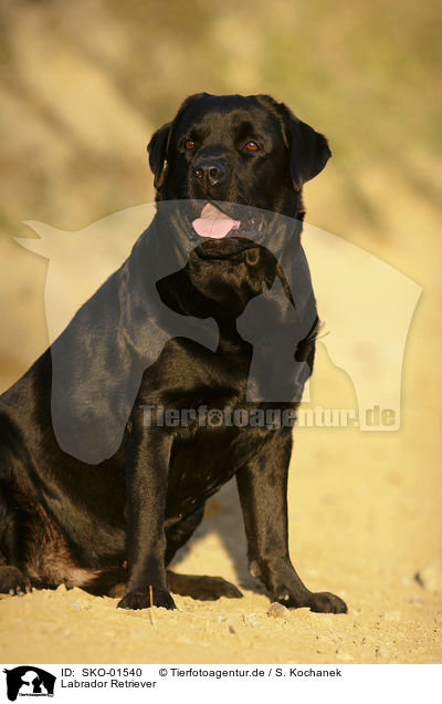 Labrador Retriever / Labrador Retriever / SKO-01540