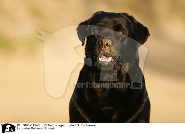 Labrador Retriever Portrait / Labrador Retriever Portrait / SKO-01543