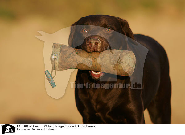 Labrador Retriever Portrait / Labrador Retriever Portrait / SKO-01547
