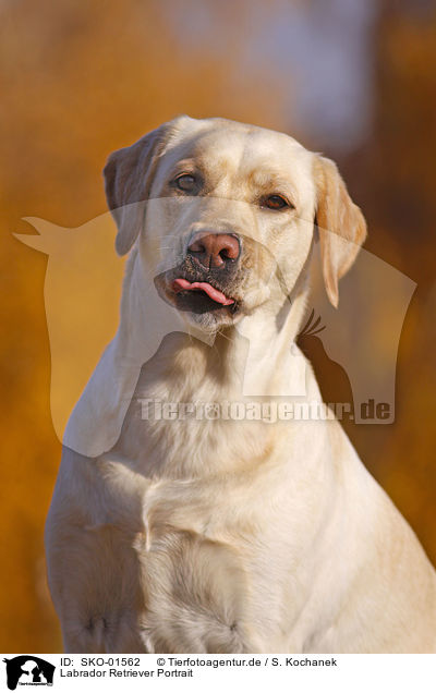 Labrador Retriever Portrait / SKO-01562
