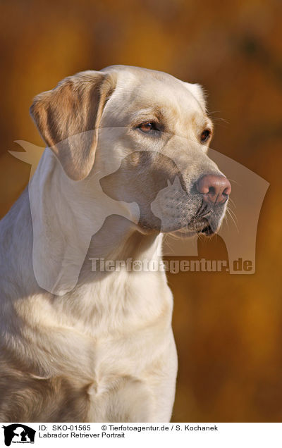 Labrador Retriever Portrait / Labrador Retriever Portrait / SKO-01565