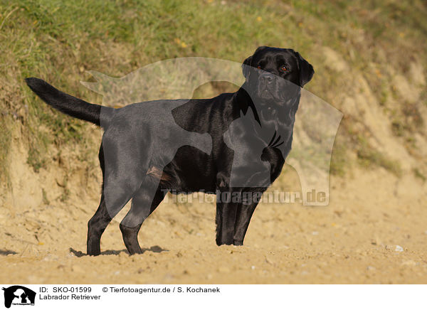 Labrador Retriever / SKO-01599