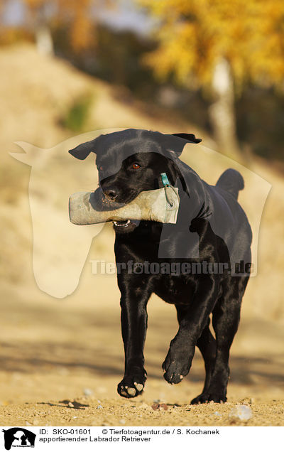 apportierender Labrador Retriever / retrieving Labrador Retriever / SKO-01601