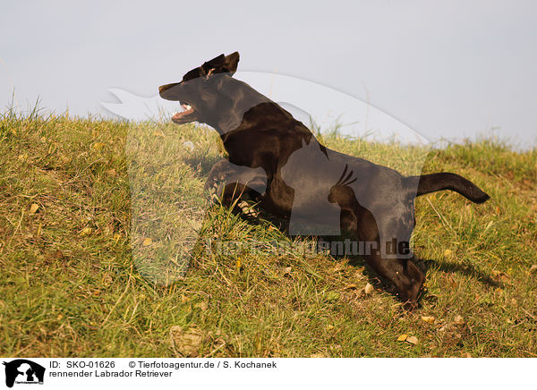 rennender Labrador Retriever / running Labrador Retriever / SKO-01626