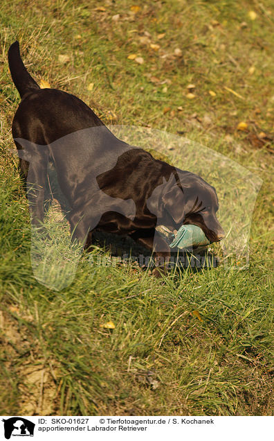 apportierender Labrador Retriever / retrieving Labrador Retriever / SKO-01627