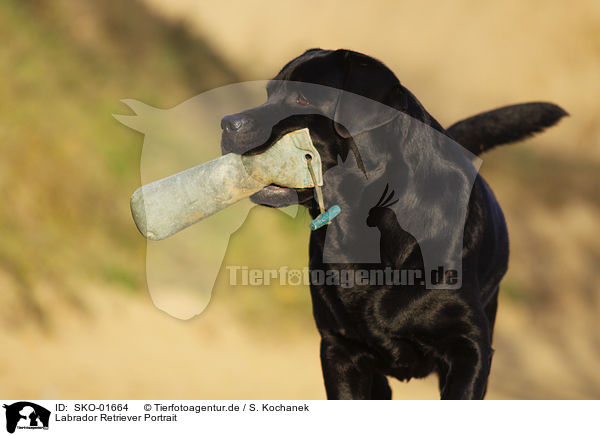 Labrador Retriever Portrait / Labrador Retriever Portrait / SKO-01664