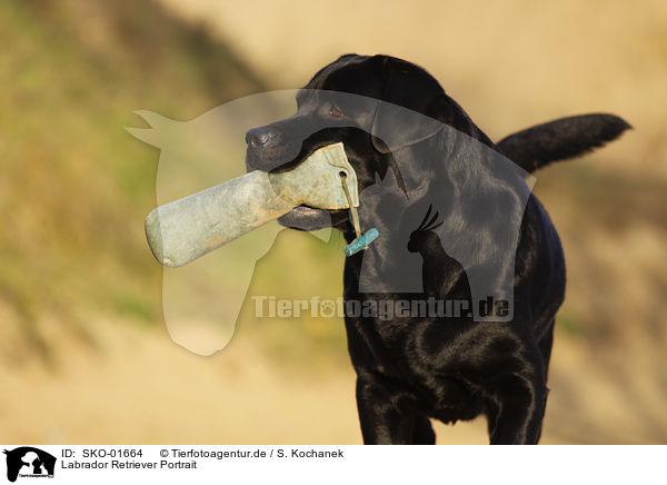 Labrador Retriever Portrait / SKO-01664
