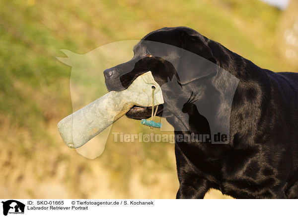 Labrador Retriever Portrait / SKO-01665