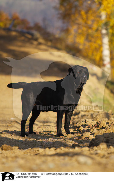 Labrador Retriever / Labrador Retriever / SKO-01666