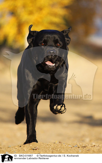 rennender Labrador Retriever / SKO-01667