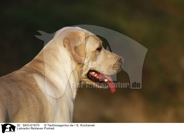 Labrador Retriever Portrait / Labrador Retriever Portrait / SKO-01670