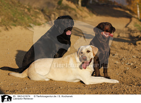 Labrador Retriever / Labrador Retriever / SKO-01674