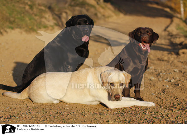 Labrador Retriever / Labrador Retriever / SKO-01675